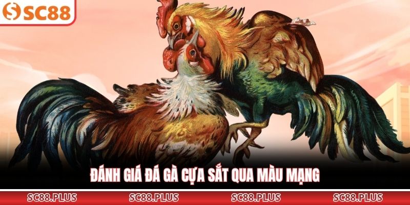 Đánh giá đá gà cựa sắt qua màu mạng